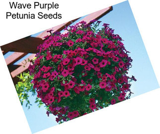 Wave Purple Petunia Seeds