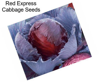 Red Express Cabbage Seeds