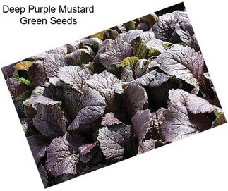 Deep Purple Mustard Green Seeds