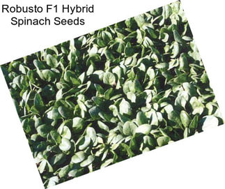 Robusto F1 Hybrid Spinach Seeds