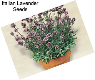 Italian Lavender Seeds