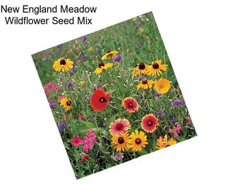 New England Meadow Wildflower Seed Mix