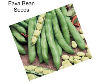 Fava Bean Seeds