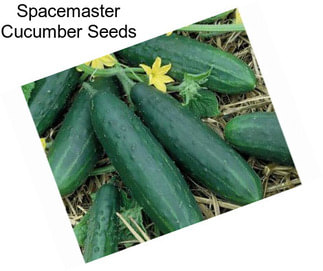 Spacemaster Cucumber Seeds