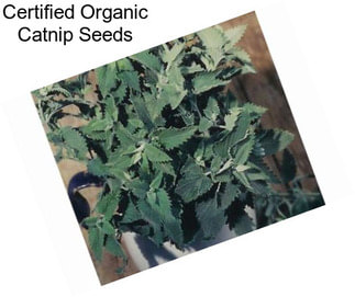 Certified Organic Catnip Seeds