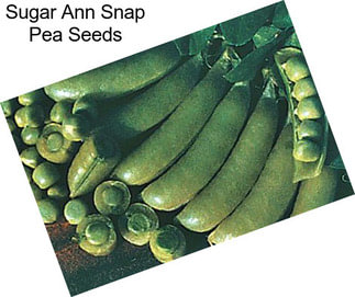 Sugar Ann Snap Pea Seeds