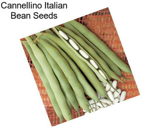 Cannellino Italian Bean Seeds