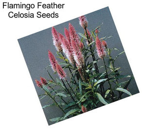 Flamingo Feather Celosia Seeds