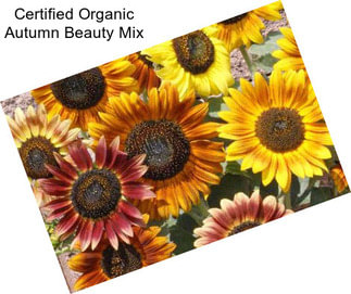 Certified Organic Autumn Beauty Mix