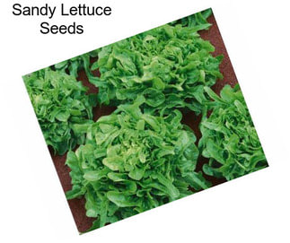 Sandy Lettuce Seeds
