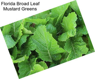 Florida Broad Leaf Mustard Greens