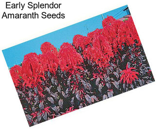 Early Splendor Amaranth Seeds
