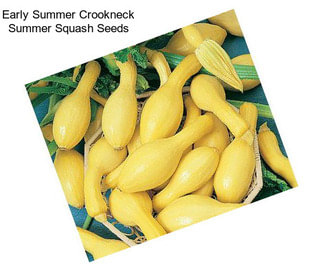 Early Summer Crookneck Summer Squash Seeds
