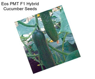 Eos PMT F1 Hybrid Cucumber Seeds