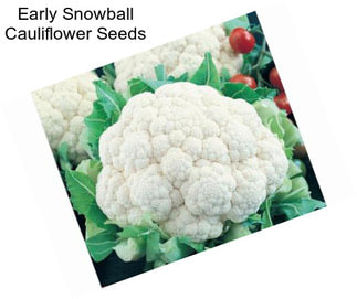 Early Snowball Cauliflower Seeds