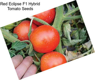 Red Eclipse F1 Hybrid Tomato Seeds