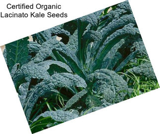 Certified Organic Lacinato Kale Seeds