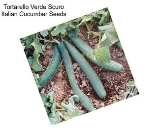 Tortarello Verde Scuro Italian Cucumber Seeds
