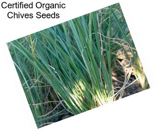 Certified Organic Chives Seeds