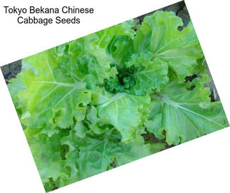 Tokyo Bekana Chinese Cabbage Seeds