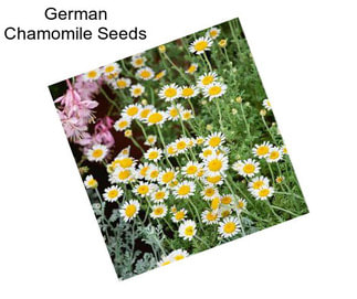German Chamomile Seeds