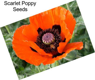 Scarlet Poppy Seeds
