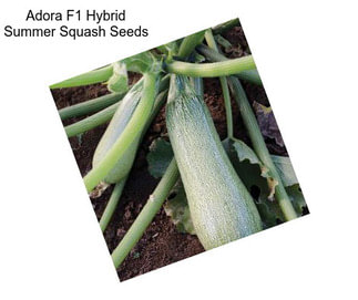 Adora F1 Hybrid Summer Squash Seeds