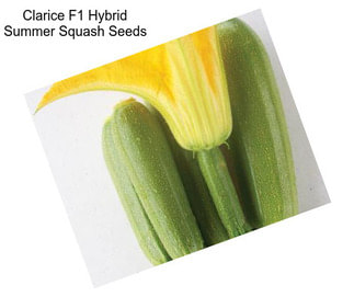 Clarice F1 Hybrid Summer Squash Seeds