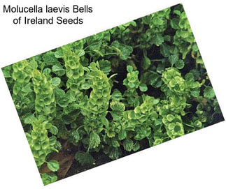 Molucella laevis Bells of Ireland Seeds