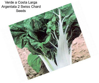 Verde a Costa Larga Argentata 2 Swiss Chard Seeds