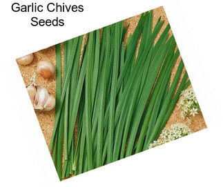 Garlic Chives Seeds