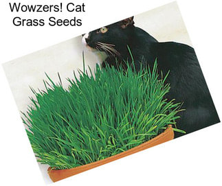 Wowzers! Cat Grass Seeds