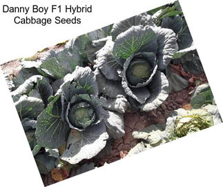 Danny Boy F1 Hybrid Cabbage Seeds