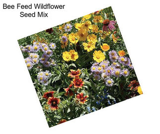 Bee Feed Wildflower Seed Mix