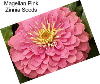 Magellan Pink Zinnia Seeds