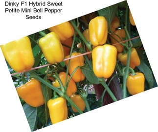 Dinky F1 Hybrid Sweet Petite Mini Bell Pepper Seeds