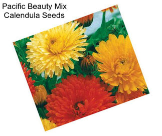 Pacific Beauty Mix Calendula Seeds