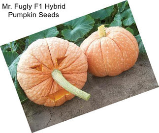 Mr. Fugly F1 Hybrid Pumpkin Seeds