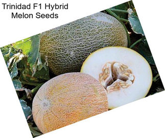 Trinidad F1 Hybrid Melon Seeds