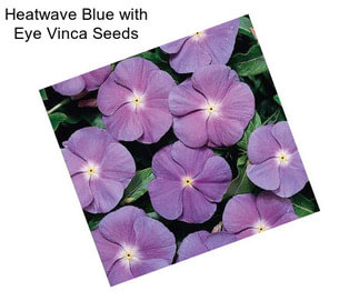 Heatwave Blue with Eye Vinca Seeds