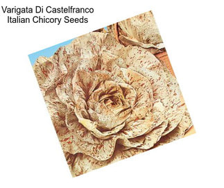 Varigata Di Castelfranco Italian Chicory Seeds