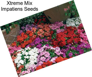 Xtreme Mix Impatiens Seeds