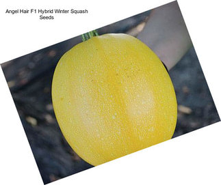 Angel Hair F1 Hybrid Winter Squash Seeds