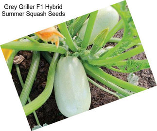 Grey Griller F1 Hybrid Summer Squash Seeds