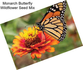 Monarch Butterfly Wildflower Seed Mix