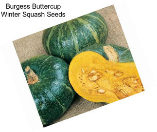 Burgess Buttercup Winter Squash Seeds