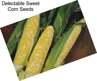 Delectable Sweet Corn Seeds