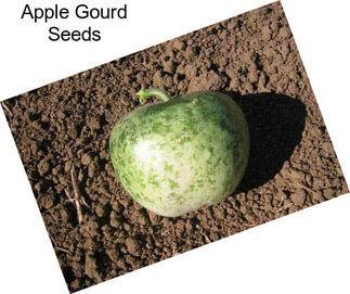 Apple Gourd Seeds