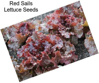 Red Sails Lettuce Seeds