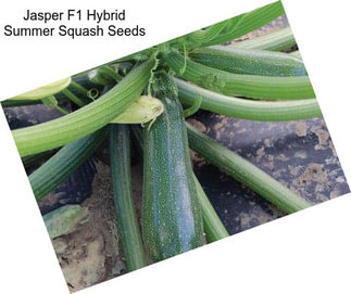 Jasper F1 Hybrid Summer Squash Seeds